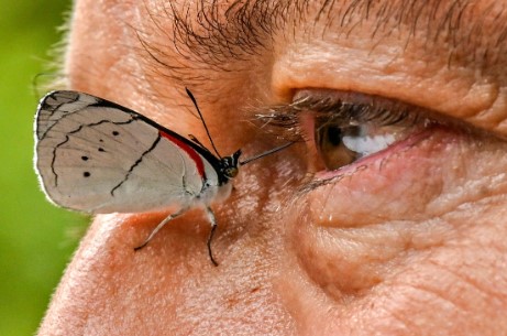 butterfly staring contest